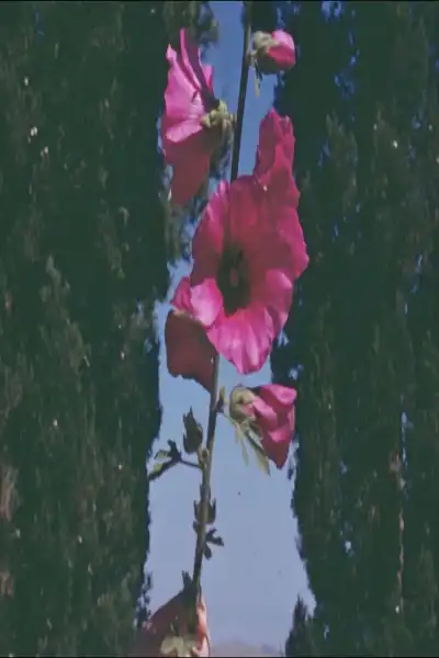 Poster for The Flowers Stand Silently, Witnessing