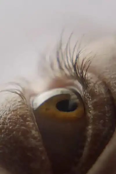 Poster for Eyelash